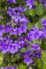 Beautiful campanula, viola flowers in the garden close up