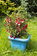 Beautiful  fuchsia red flowers growing in the garden