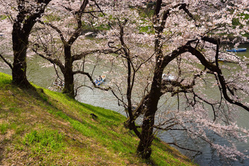 Obraz premium 千鳥ヶ淵の桜 千鳥ヶ淵の桜は目を見張るほどの美しさだ。 まさしく都会のオアシス。