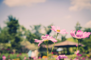 cosmos flower in garden