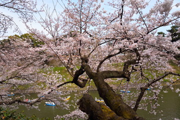 Fototapeta na wymiar 満開の桜の老木と濠に浮かぶボート 千鳥ヶ淵の桜は目を見張るほどの美しさだ。 まさしく都会のオアシス。