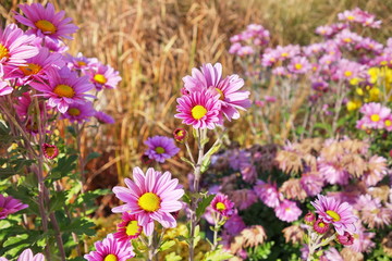 pink daisies in morning sun