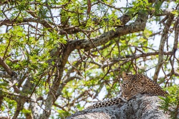 Fototapeta na wymiar Leopard on a tree. The leopard hides from solar hot beams on a tree. The leopard (Panthera pardus)