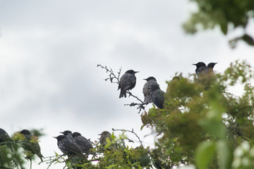 Birds on a tree branch in the spring