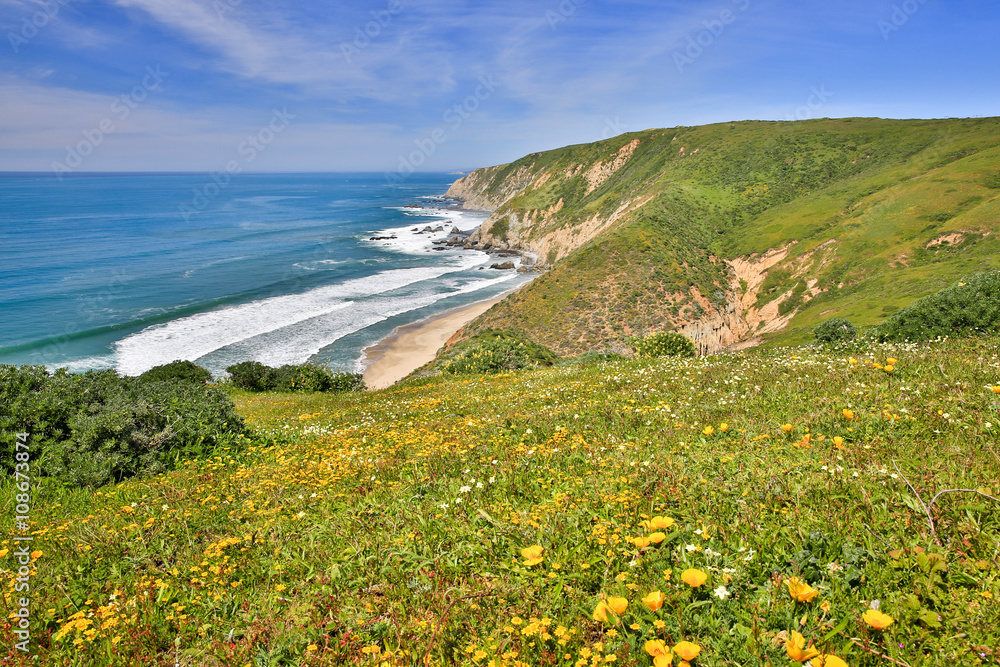 Wall mural Pacific Ocean Coastline and Field of California Poppies. Tomales Point Trail, Point Reyes National Seashore, Marin County, California, USA.