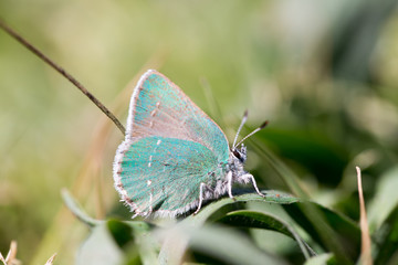 Coastal Green Hairstreak (Callophrys dumetorum) camouflaged. Mendocino County, California, USA.