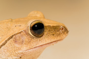 Shrub frog, Polypedates leucomystax, Tree frog on dust white - eye close up
