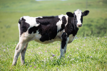 Black-and-white dairy cow (Holstein-Friesian) in the meadows of Northern California