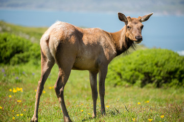 Naklejka na ściany i meble Tule Elk (Cervus canadensis nannodes) bull with new antlers looking back in alert. Tomales Point, Point Reyes National Seashore, Marin County, California, USA.
