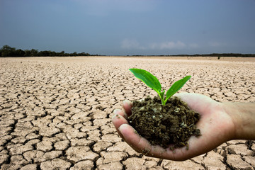 Planting trees to mitigate drought