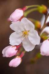 Fototapeta na wymiar 蕾に囲まれた一輪の桜の花 春といえばサクラ、なんともかわいらしい花だ。