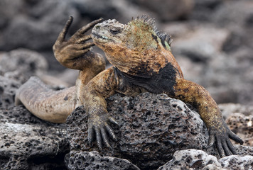 The Marine Iguana (Amblyrhynchus cristatus) on the stony lava coast.