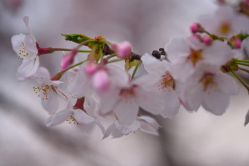 サクラの蕾と花
春といえばサクラ、なんともかわいらしい花だ。