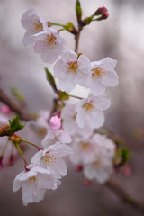 白く可憐に咲く桜
春といえばサクラ、なんともかわいらしい花だ。
