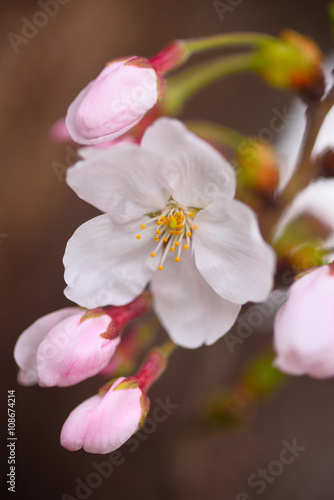 蕾に囲まれた一輪の桜の花 春といえばサクラ なんともかわいらしい花だ Blossom Wall Mural Bloss Masyok