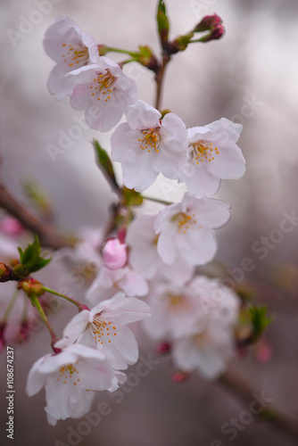 白く可憐に咲く桜 春といえばサクラ なんともかわいらしい花だ Wall Mural Masyok
