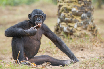 Juvenile Bonobo is sitting on the ground. The Bonobo ( Pan paniscus), called the pygmy chimpanzee.