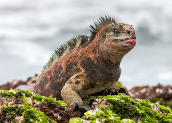 The Marine Iguana (Amblyrhynchus cristatus) on the stony lava coast.