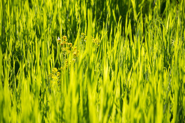 A field of beautiful green grass with yellow flowers