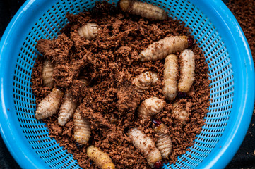 Mulong worms