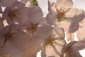 逆光に透ける桜の花
春といえばサクラ、なんともかわいらしい花だ。