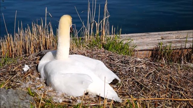 Schwan br&uuml;tet an einem sch&ouml;nen Fr&uuml;hlingstag