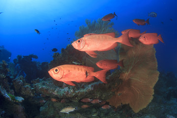 Fototapeta premium Underwater coral reef and fish in ocean