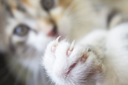 Imágenes de "Gatos Bebes": descubre bancos de fotos, ilustraciones,  vectores y vídeos de 17 | Adobe Stock