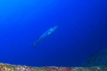 Great Barracuda fish in blue sea 