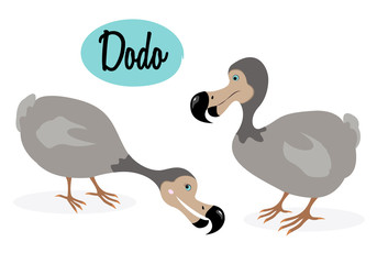 Dodo bird illustration. Cartoon style. Extinct bird. Vector bird. The dodo (Raphus cucullatus) is an extinct flightless bird. On white  background. © barrirret