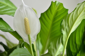 peace lily flower