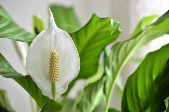 peace lily flower