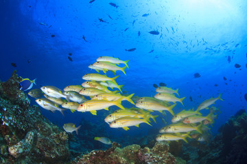 Fototapeta na wymiar Underwater fish school ocean sea