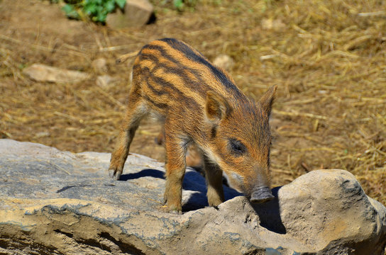 Common wild boar piglet ( marcassin ). 