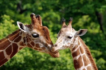 Photo sur Plexiglas Girafe La girafe (Giraffa camelopardalis) est un mammifère africain ongulé à doigts égaux, la plus grande de toutes les espèces animales terrestres existantes et le plus grand ruminant.