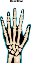 Illustration of hand bone