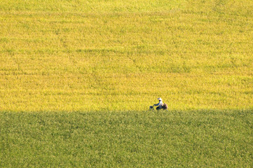 Rice field at Chau Doc, An Giang Province , Southern of Vietnam