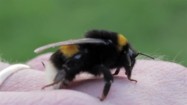 bee sting/the human body wants to bite bumblebee