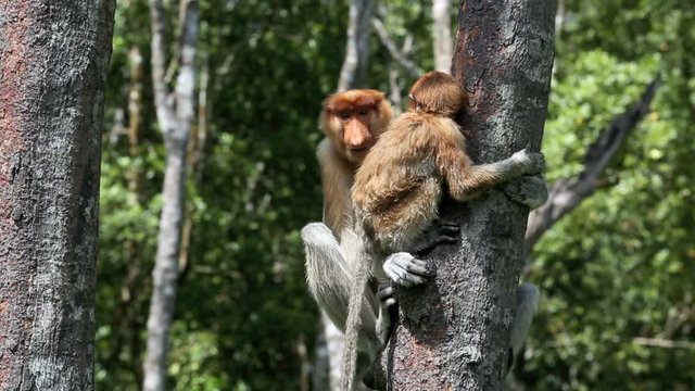 Mother and baby proboscis monkey in tree 