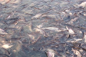 Pangasius at Chao Phraya River