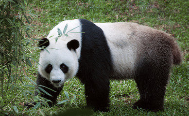 Obrazy na Szkle  portret miłego misia panda chodzącego w letnim środowisku