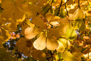 closeup of yellow chestnut leaves in autumn