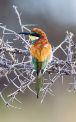 Bee eater on thorn bush