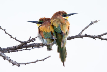 Bee eaters sitting close in cold