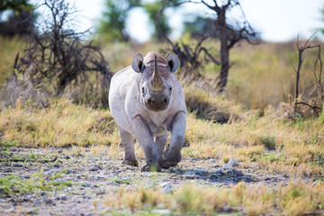 Naklejka premium Black Rhino walking
