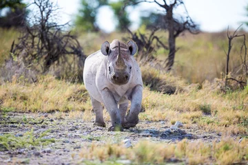 Crédence de cuisine en verre imprimé Rhinocéros Rhinocéros noir marchant
