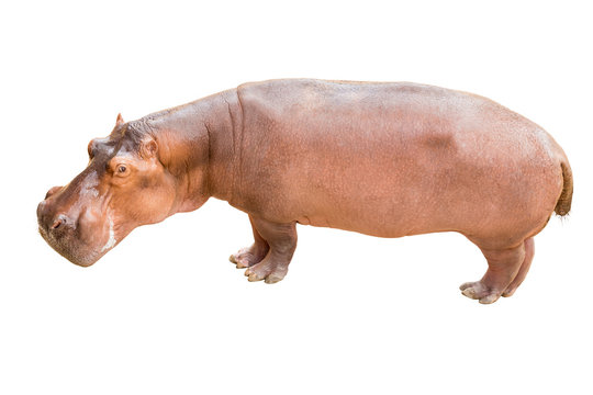Hippopotamus on isolated background.
