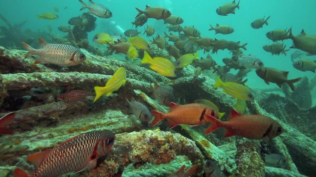 Scarlet soldierfish and yellow snapper swim over an artificial reef at Mabul Island, Borneo