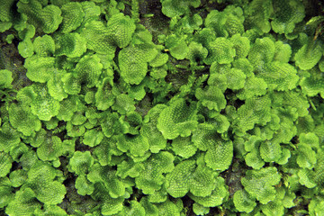 Thallose liverwort, Conocephalum conicum, on moist rock in Glastonbury, Connecticut.