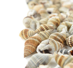 Seashells